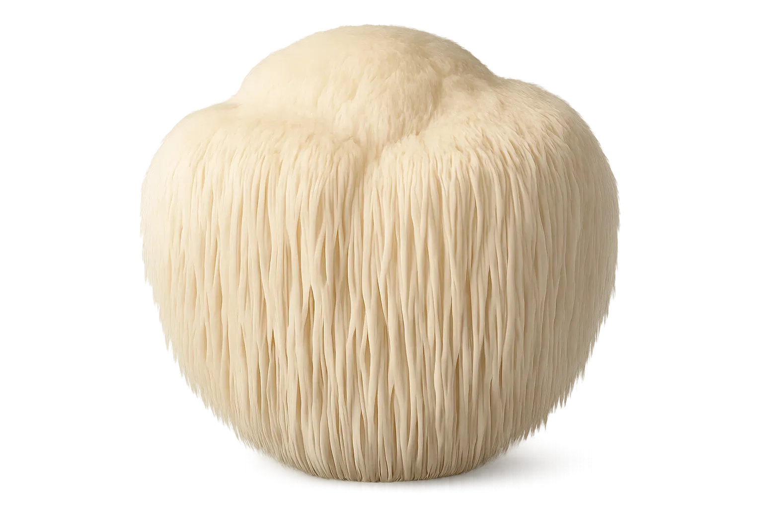 Lion's Mane
